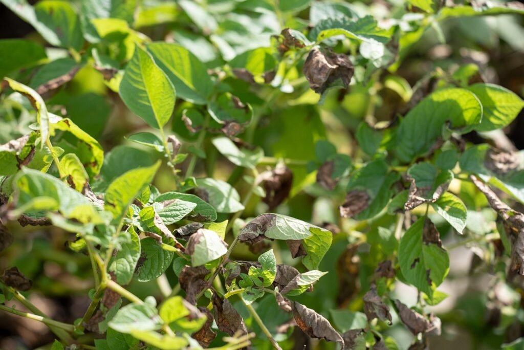 Health Benefits of Sweet Potato Leaves
