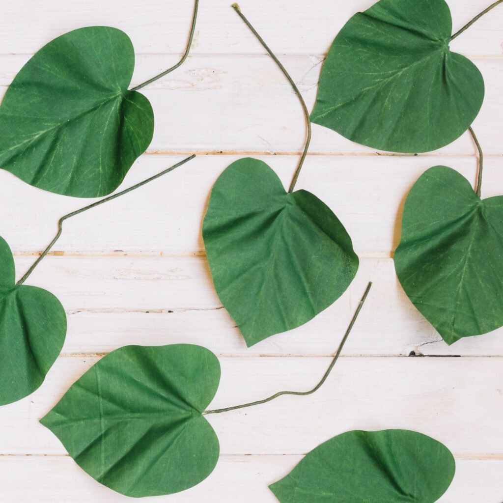 Health Benefits of Sweet Potato Leaves
