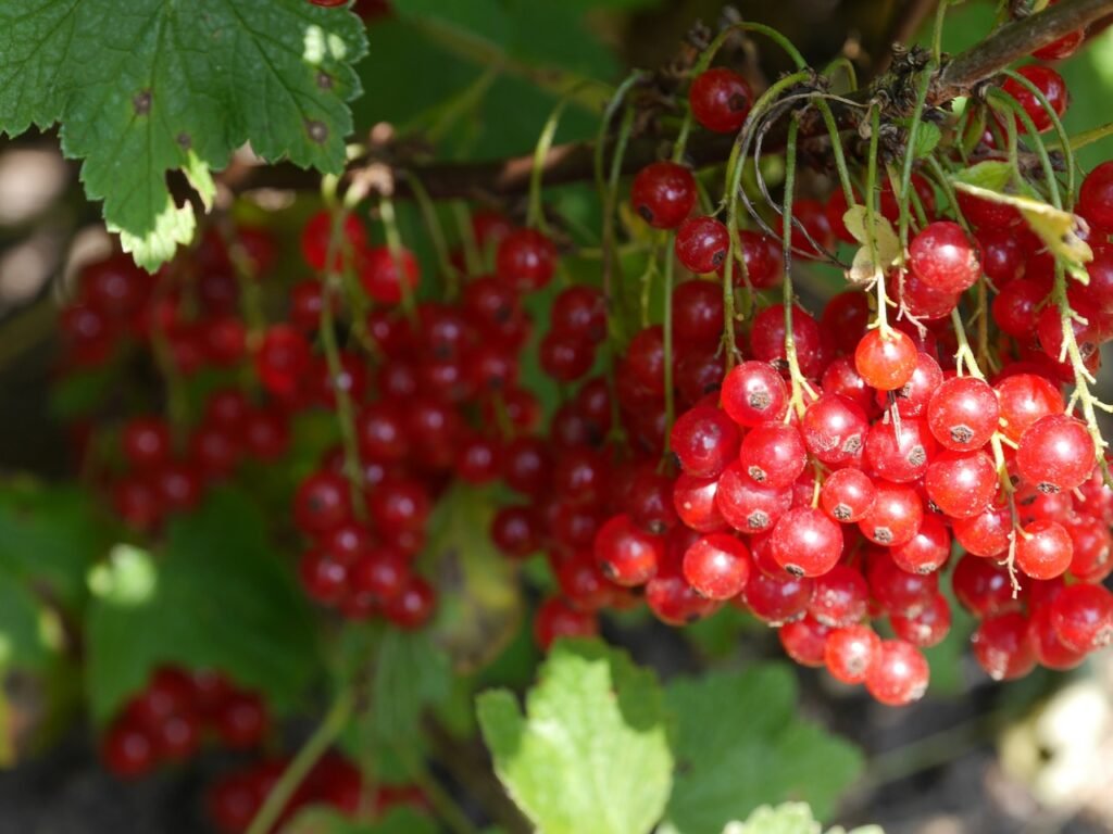 Are Dried Cranberries Good for You?