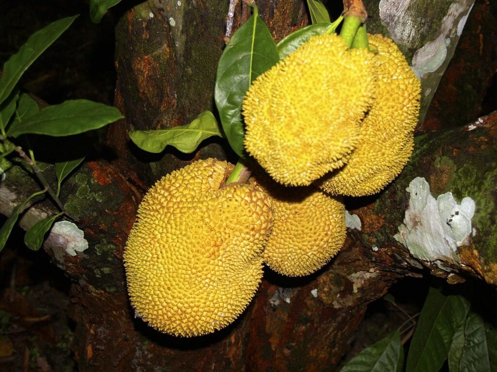 Best fruits for protein intake Jackfruit