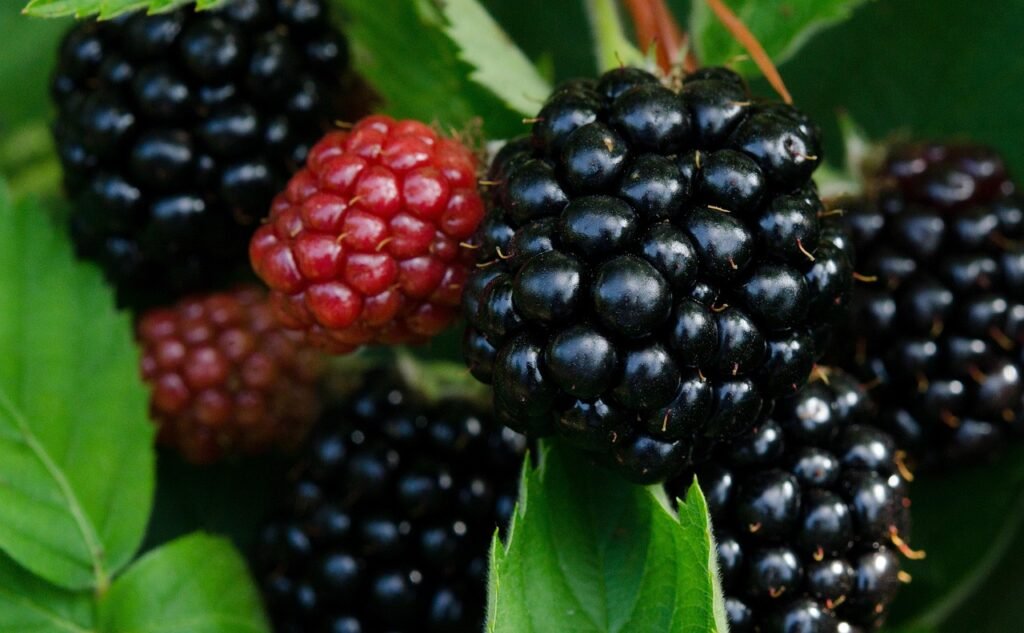 Best fruits for protein intake Blackberries