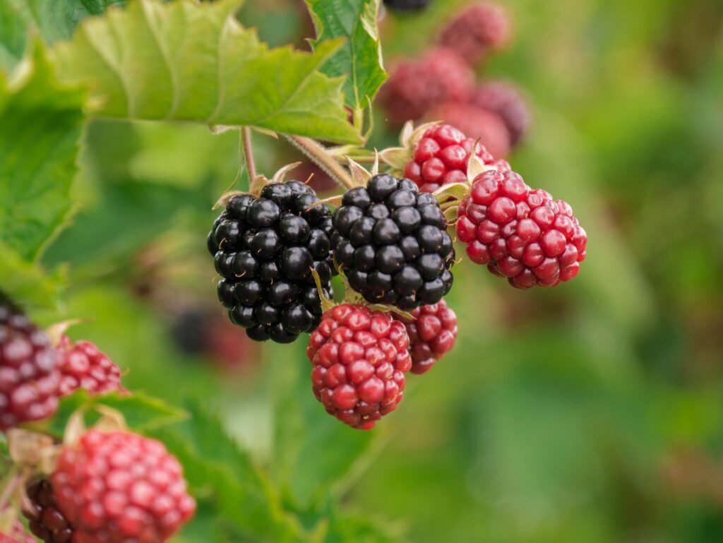 Top Cancer-Fighting Foods