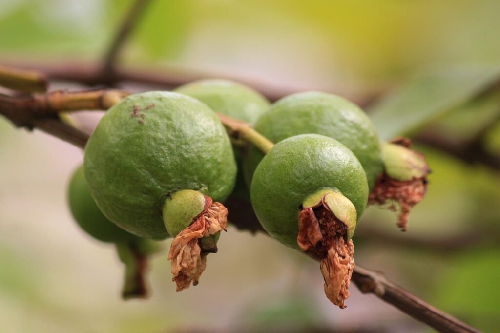 Guava seeds benefits