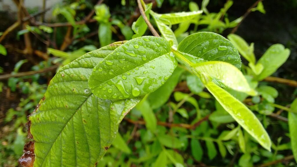 Guava leaves benefits for hair