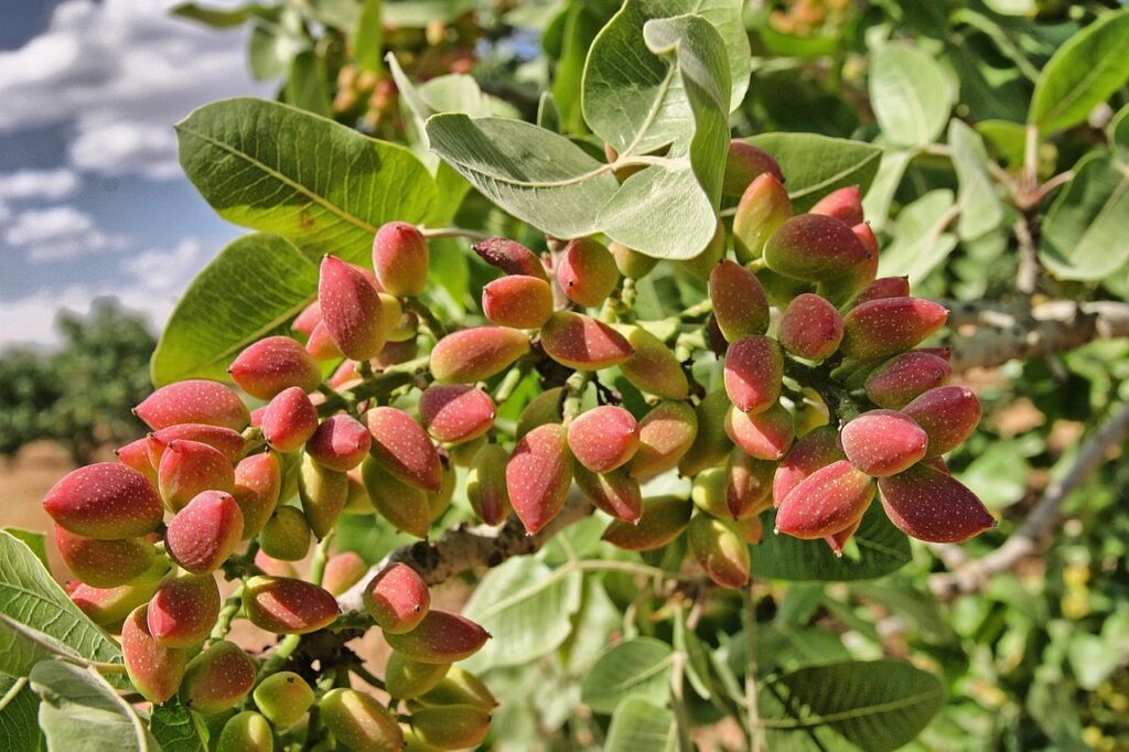 Pistachio health benefits