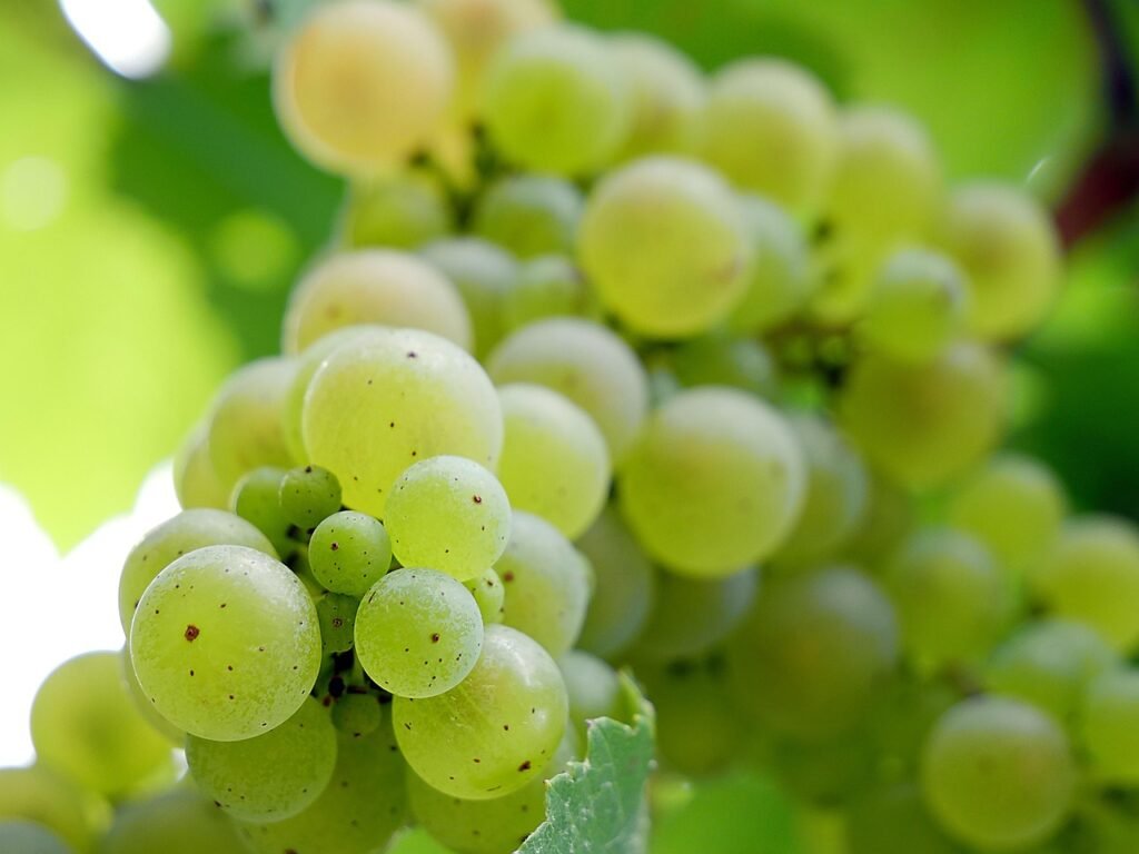Green Grapes Benefits