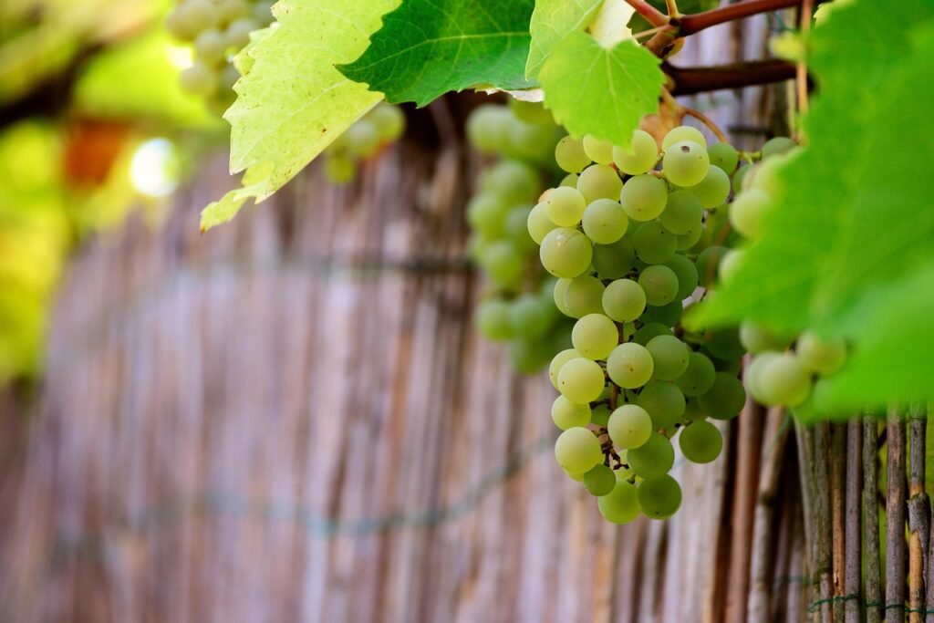 Green Grapes Benefits