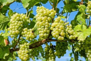 Health Benefits of Green Grapes