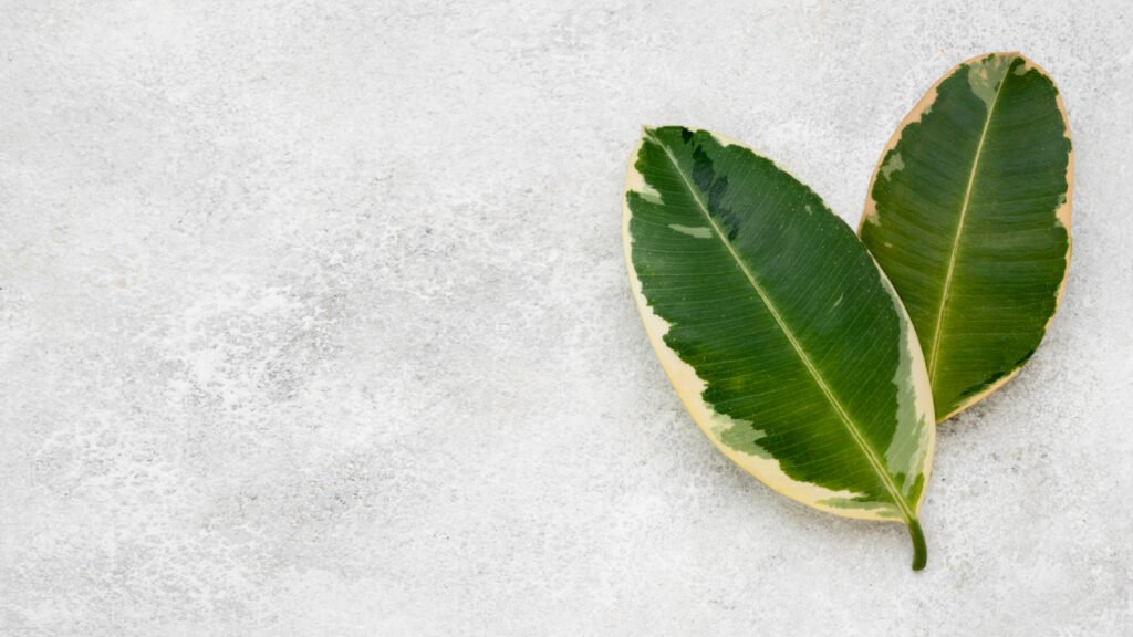 8 Amazing Health Benefits of Avocado Leaves